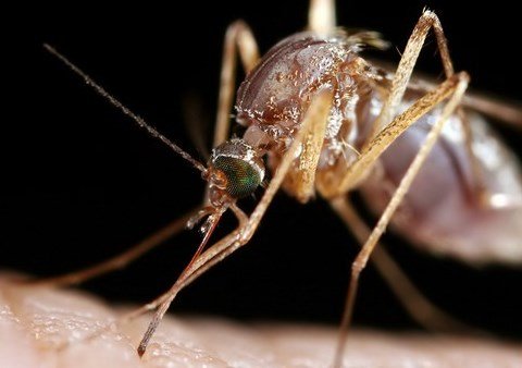 Dünyanın En Ölümcül Hayvanı – Sivrisinekler İle Mücadele